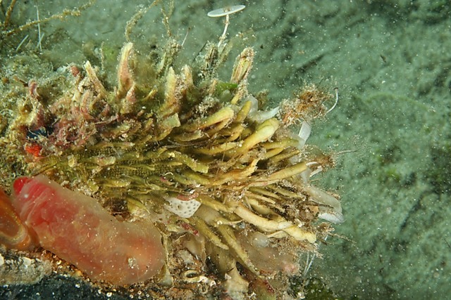 Chama gryphoides e Spondylus gaederopus